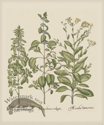 Besler 231 Colored  B2